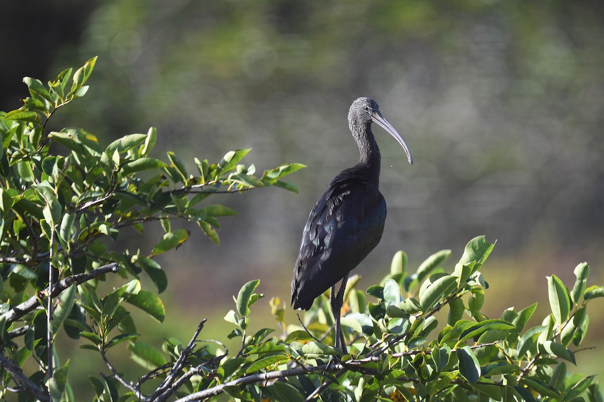 Каравайка - ML647466044