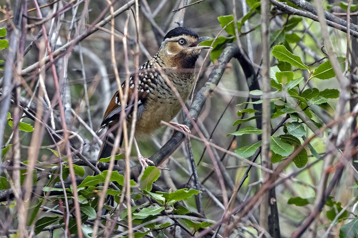 Spotted Laughingthrush (Black-headed) - ML647466048