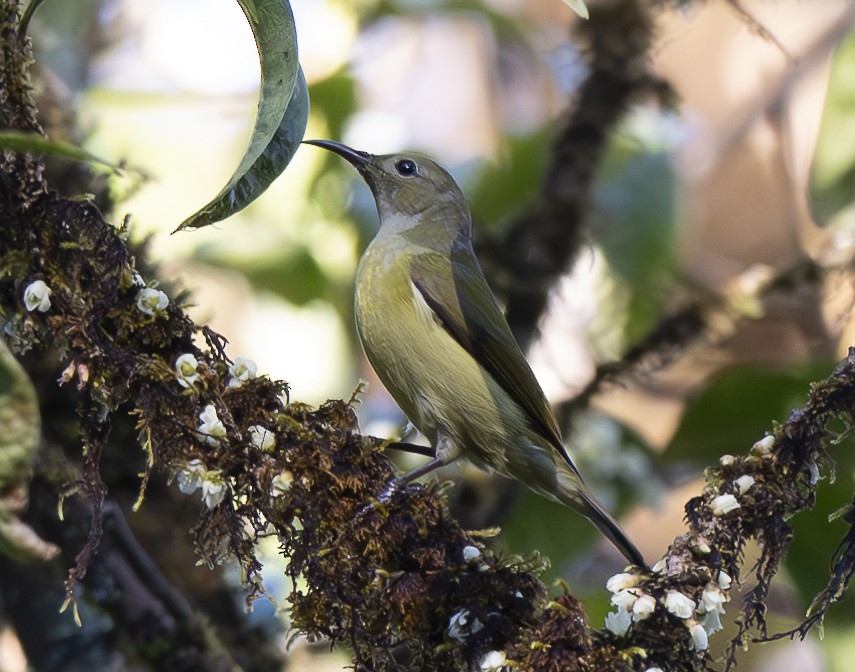 Гульдова нектарница - ML647466050