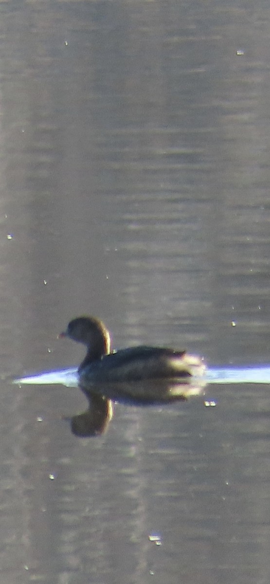 Пестроклювая поганка - ML647466053