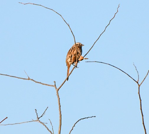 Певчая овсянка - ML647466054