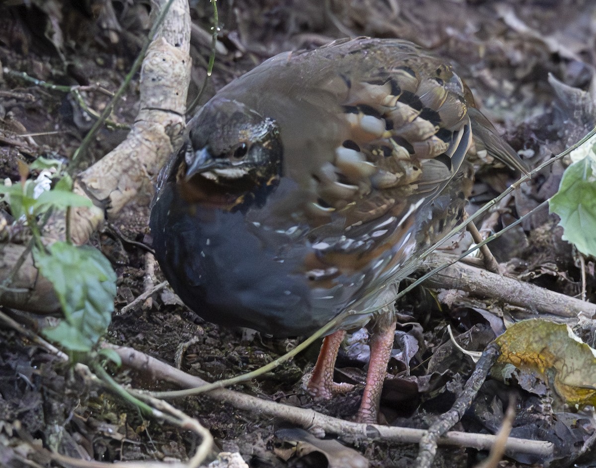 Красногорлая лесная куропатка - ML647466056