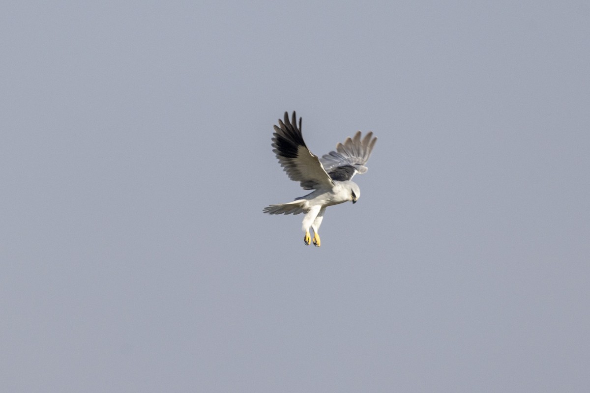 Дымчатый коршун - ML647466058