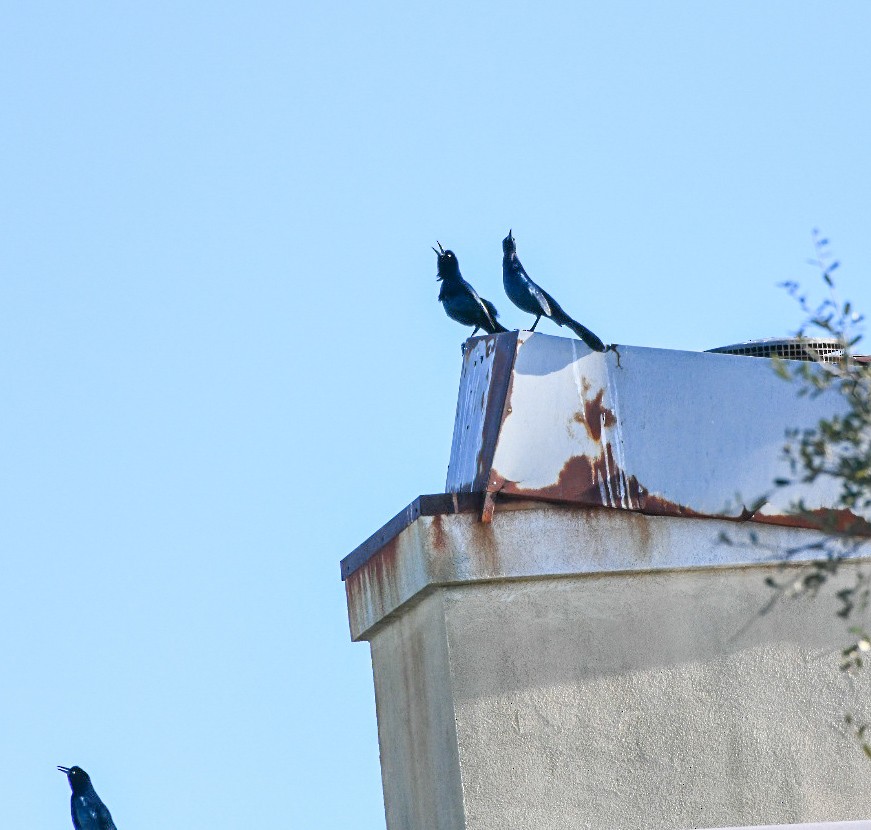 Лодкохвостый гракл - ML647466060