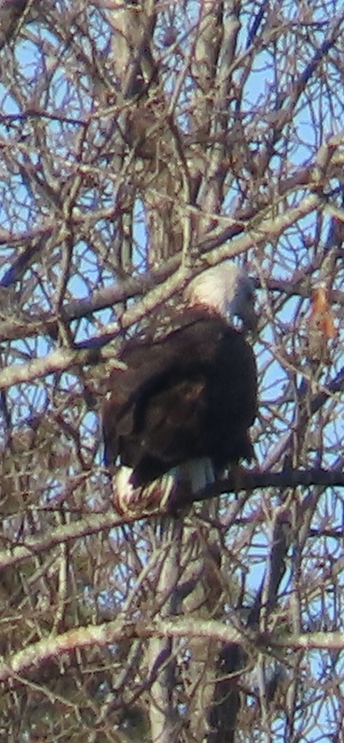 Белоголовый орлан - ML647466062