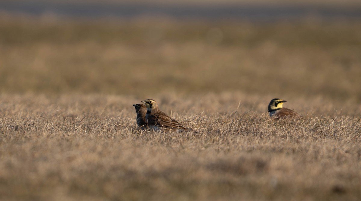 Рогатый жаворонок - ML647466064