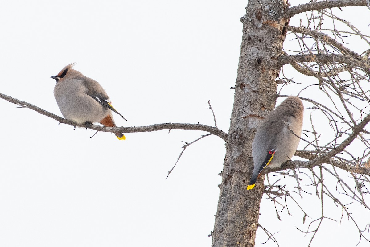 黃連雀 - ML647466075