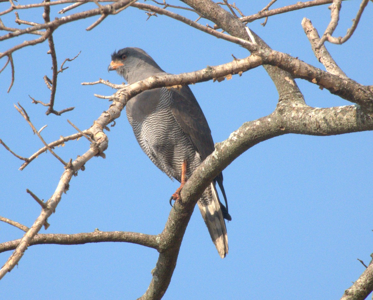 Тёмный певчий ястреб - ML647466076