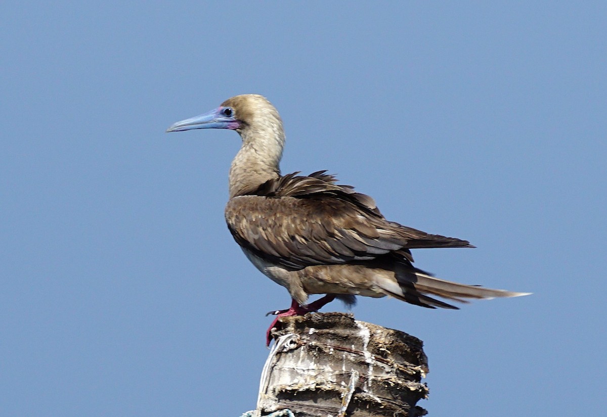 Red-footed Booby - ML647466083
