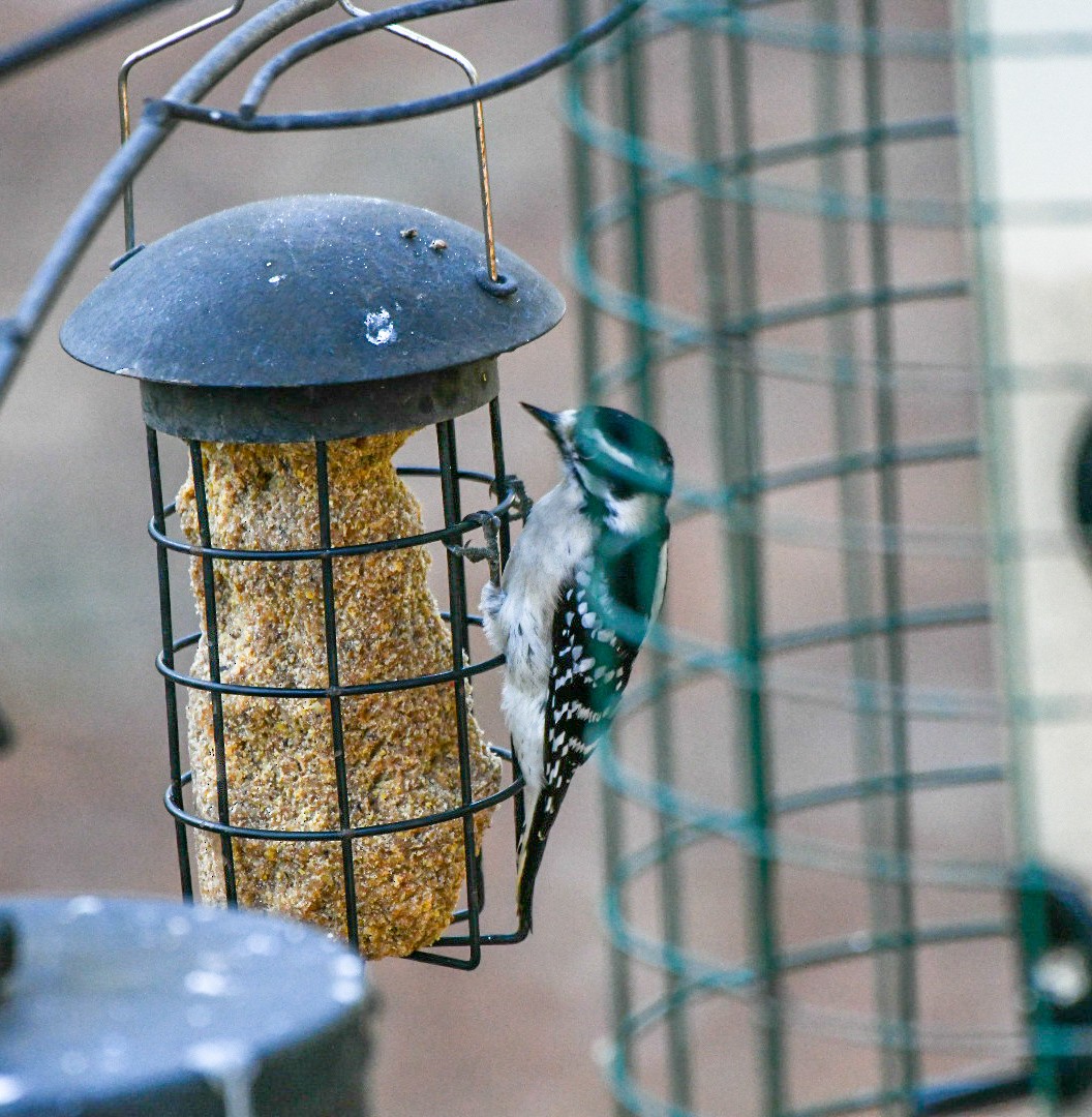 Dunenspecht - ML647466084