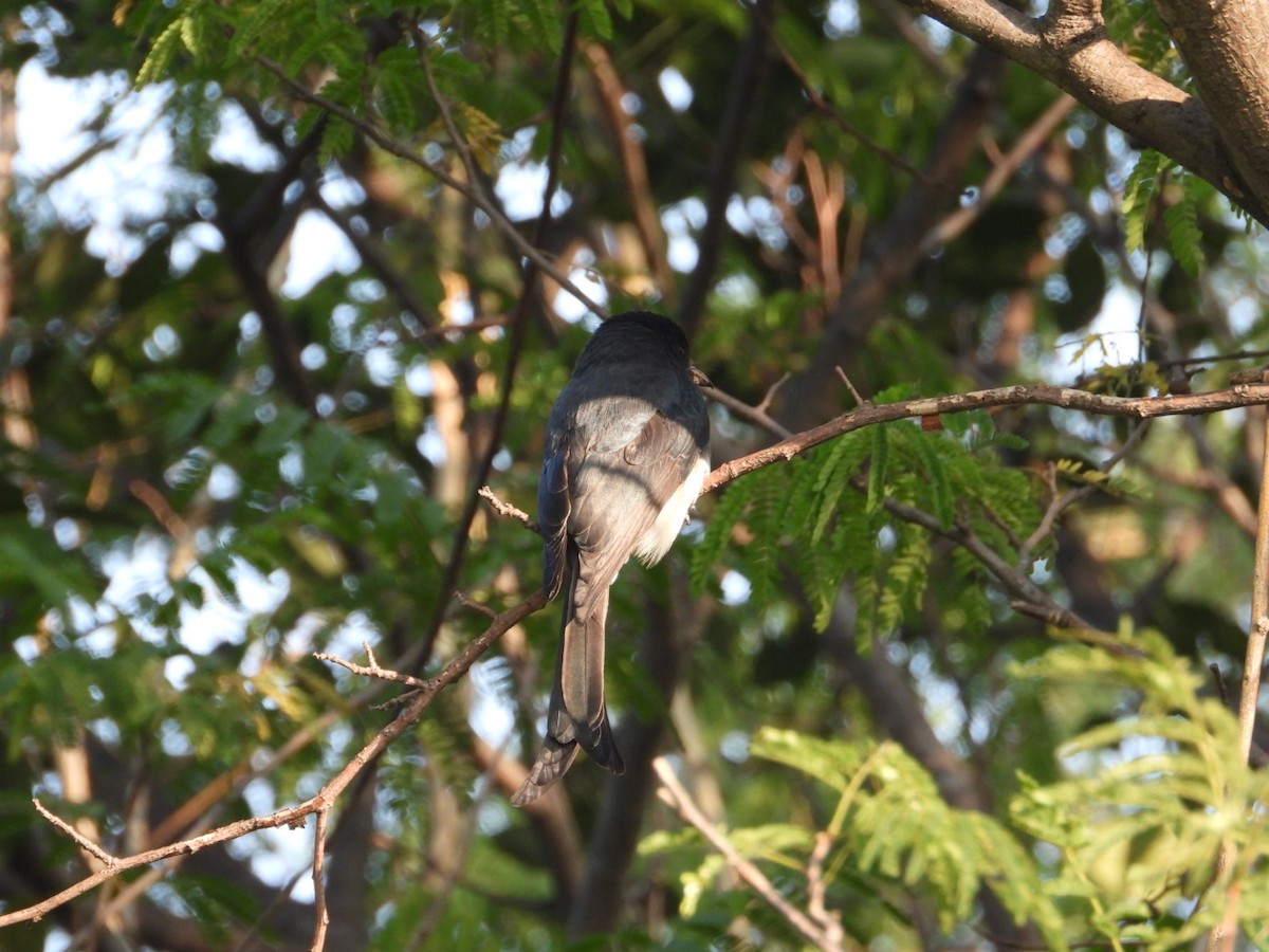 White-bellied Drongo - ML647466096