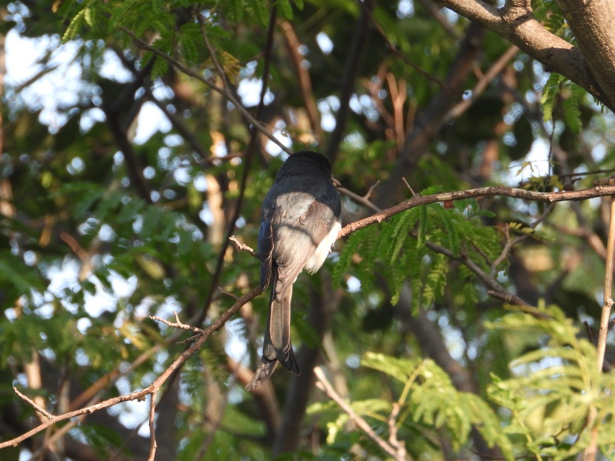 White-bellied Drongo - ML647466097