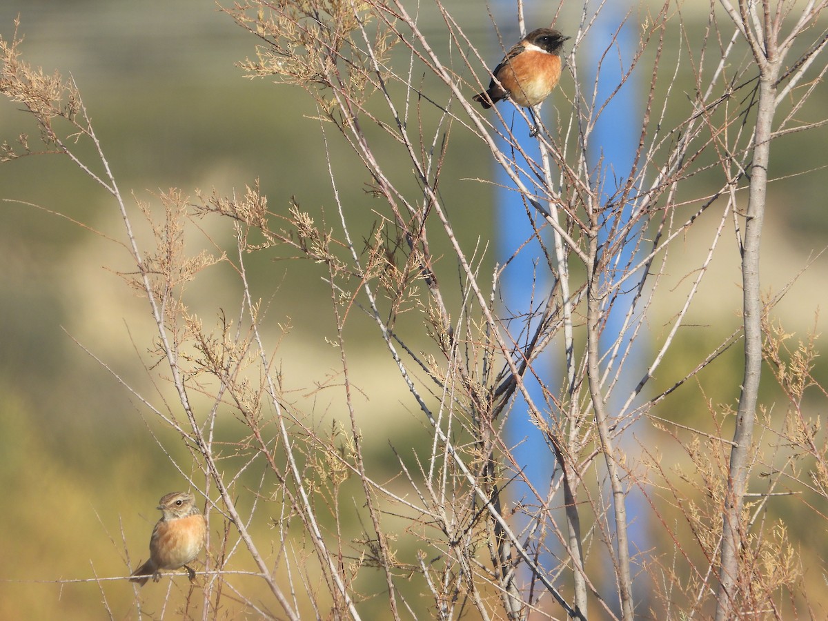 European Stonechat - ML647466099