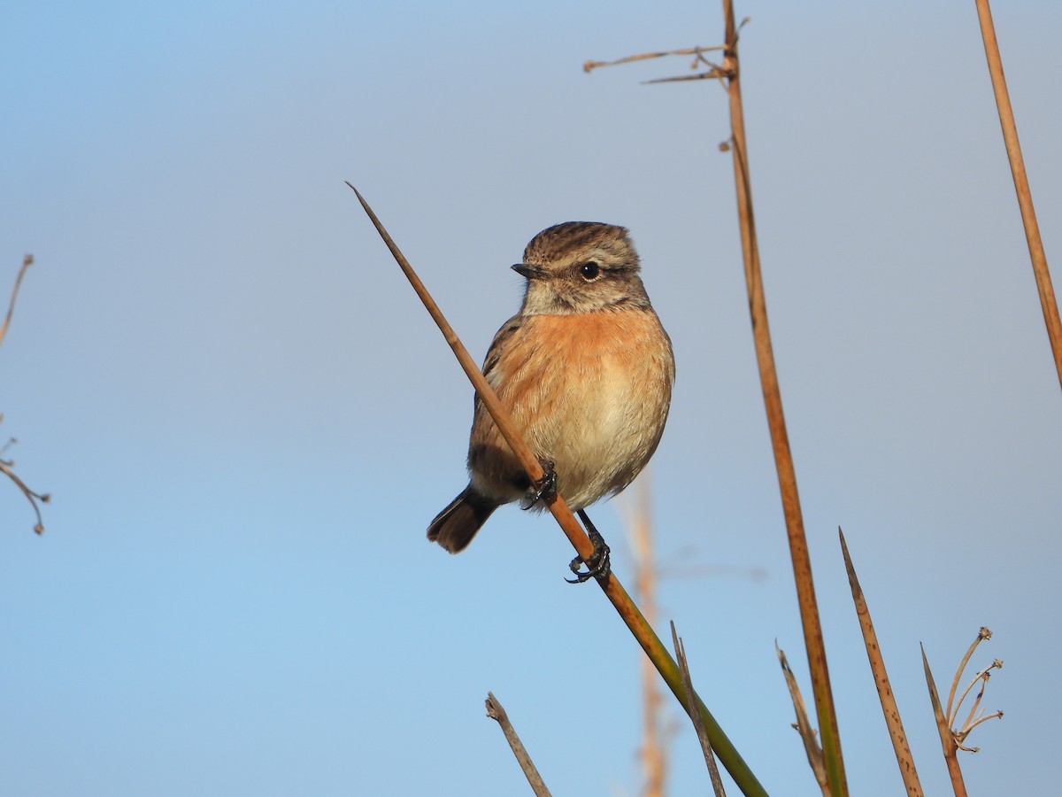 European Stonechat - ML647466100