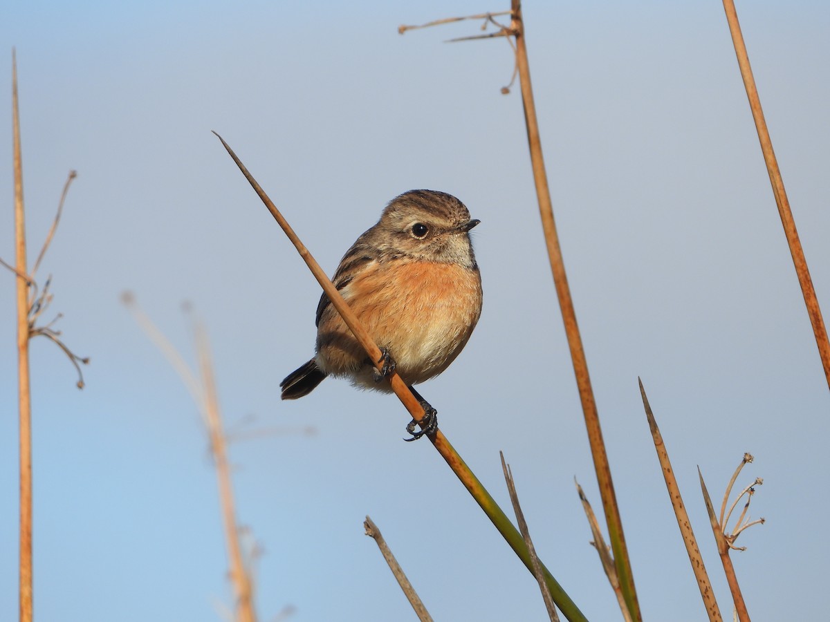 European Stonechat - ML647466101