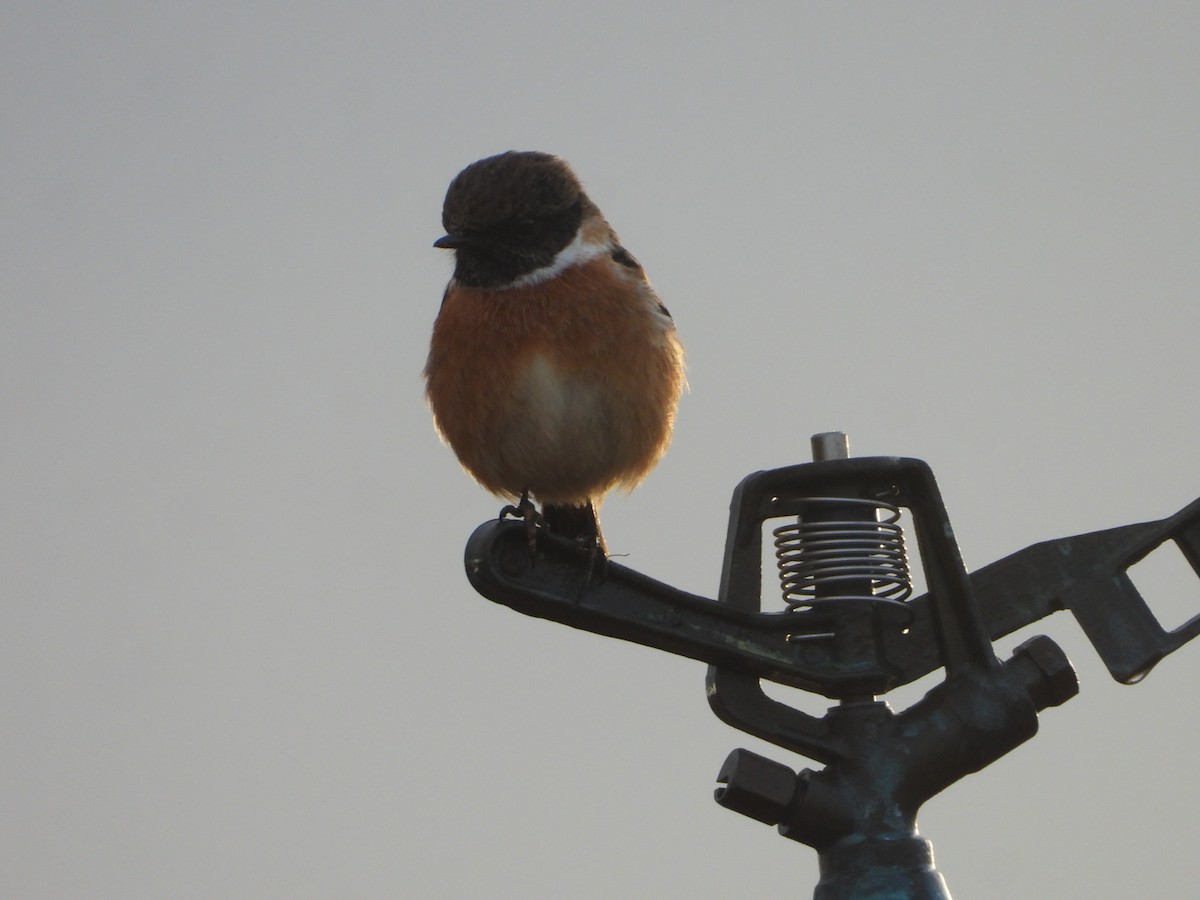 European Stonechat - ML647466102