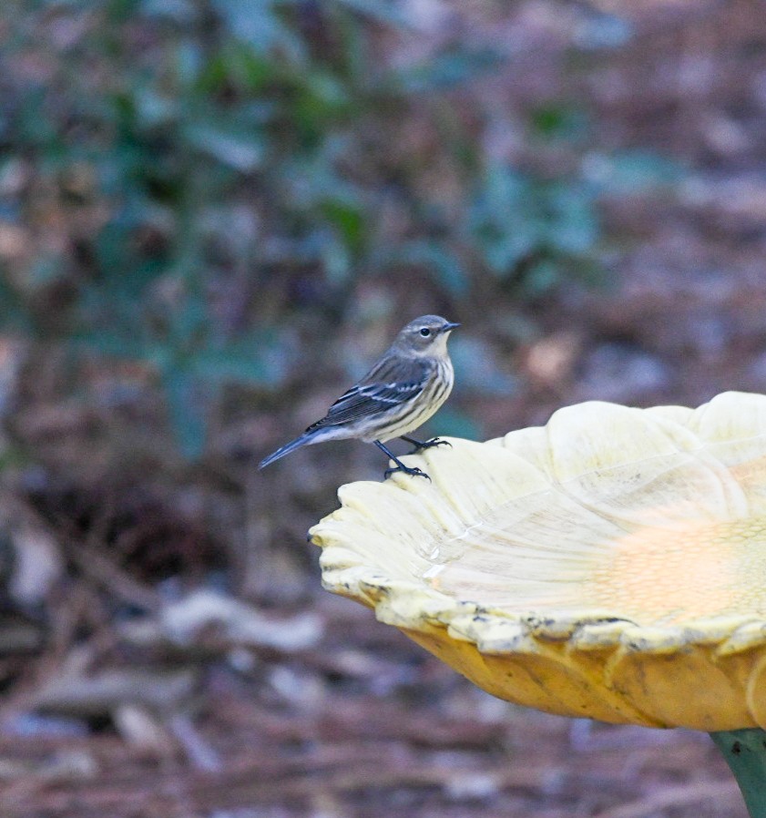 Yellow-rumped Warbler - ML647466104