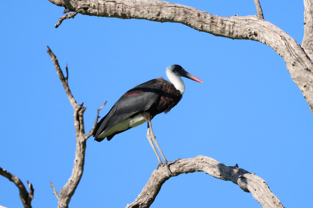 African Woolly-necked Stork - ML647466105