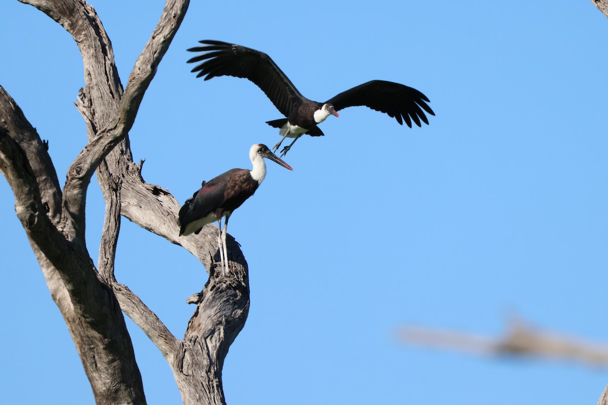 African Woolly-necked Stork - ML647466107