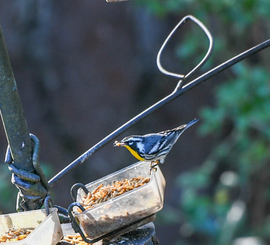 Yellow-throated Warbler - ML647466109