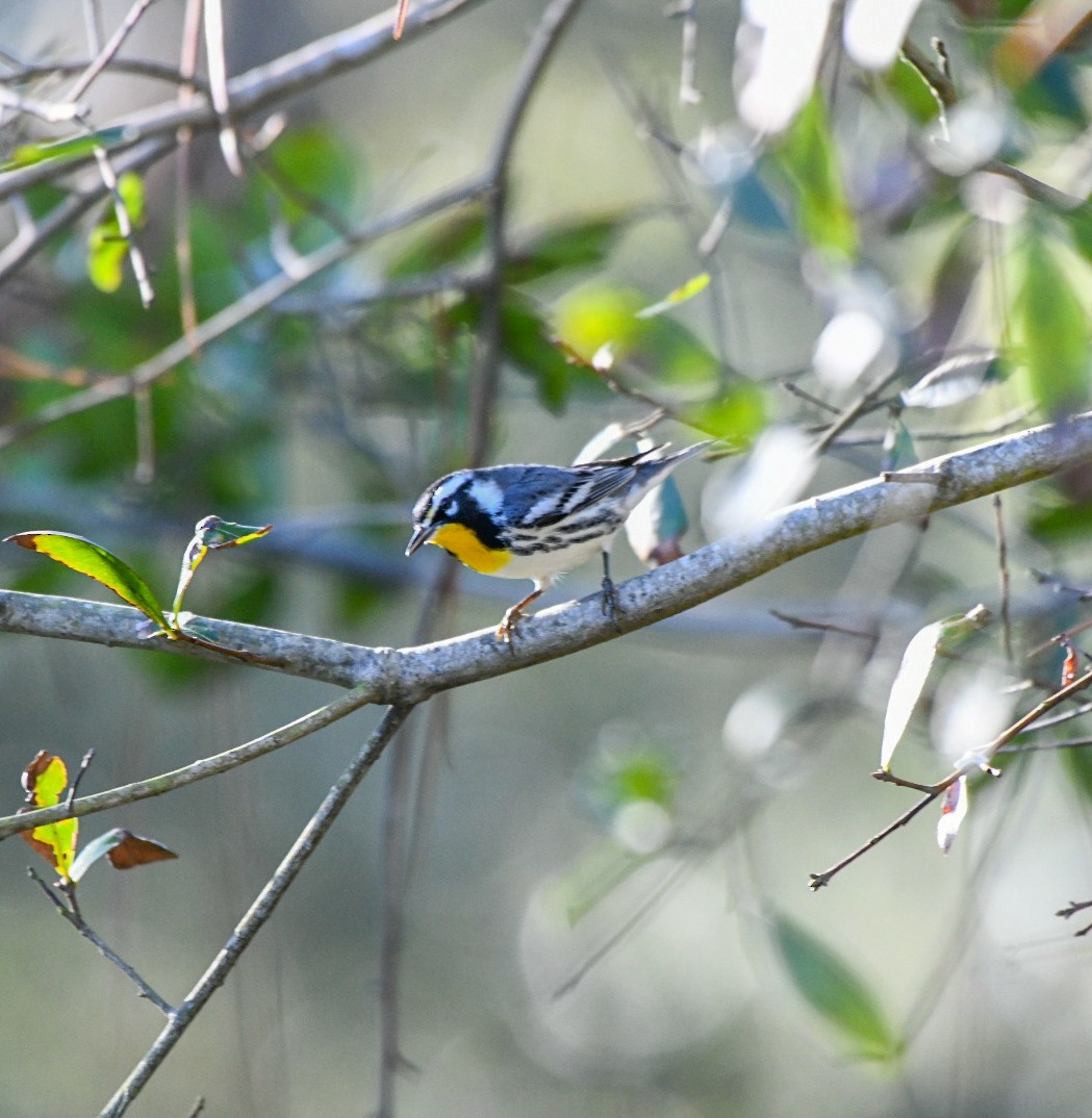 Yellow-throated Warbler - ML647466110