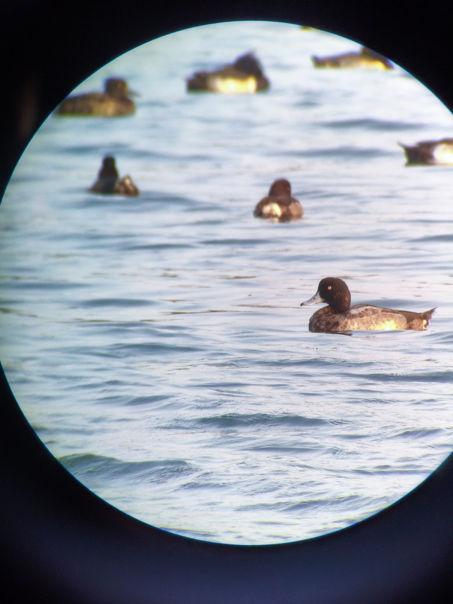Greater Scaup - ML647466111