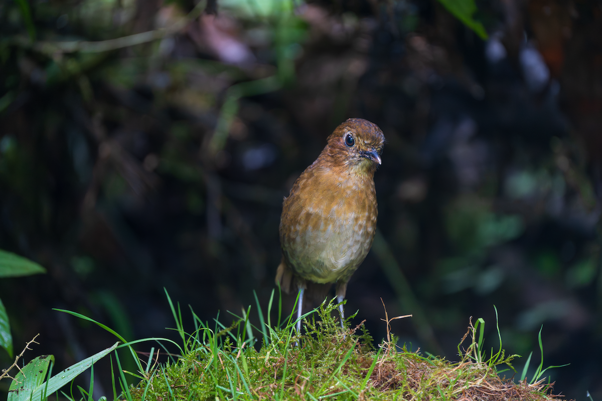 Brown-banded Antpitta - ML647466113