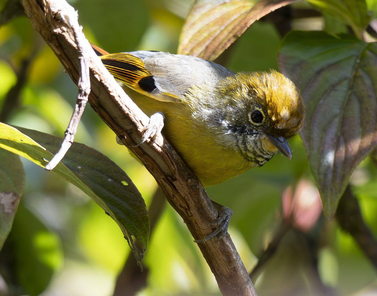 Chestnut-tailed Minla - ML647466114