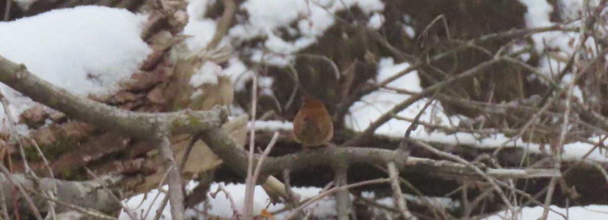 Carolina Wren - ML647466115