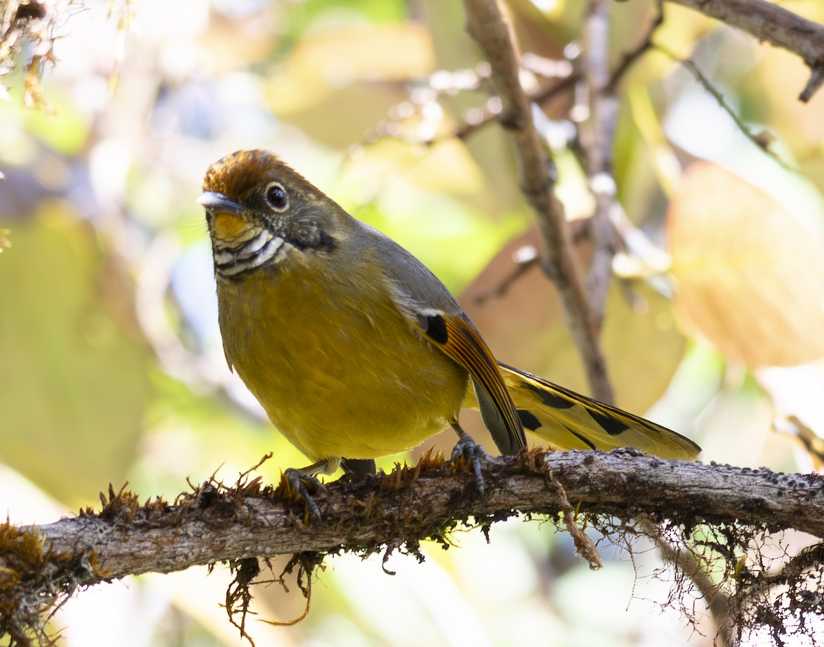 Chestnut-tailed Minla - ML647466116