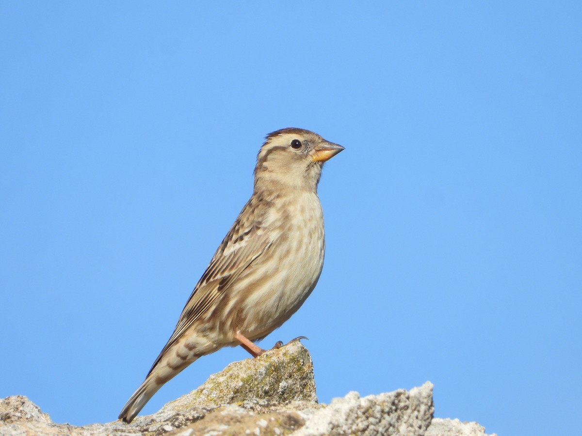 Rock Sparrow - ML647466117