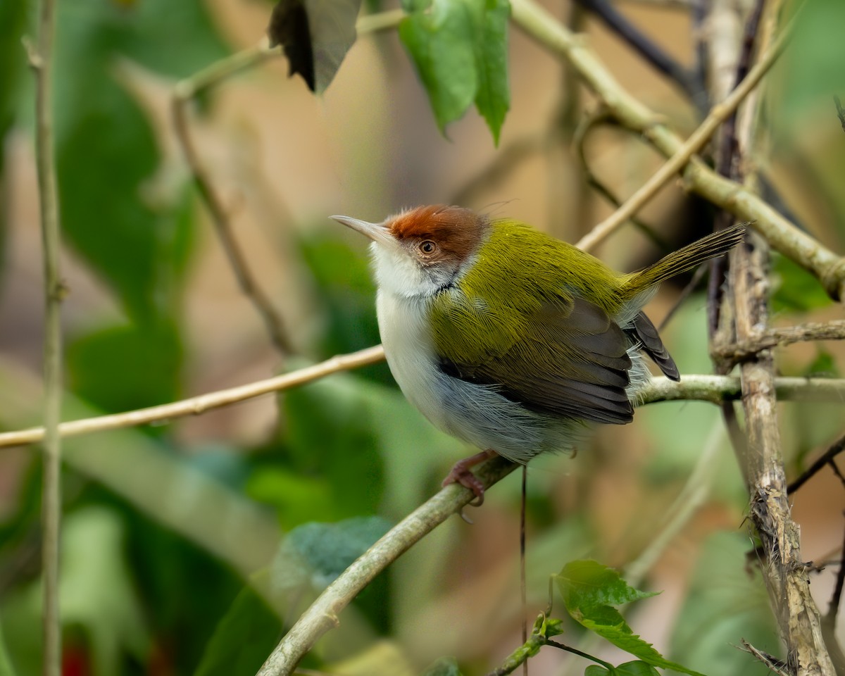 Common Tailorbird - ML647466118