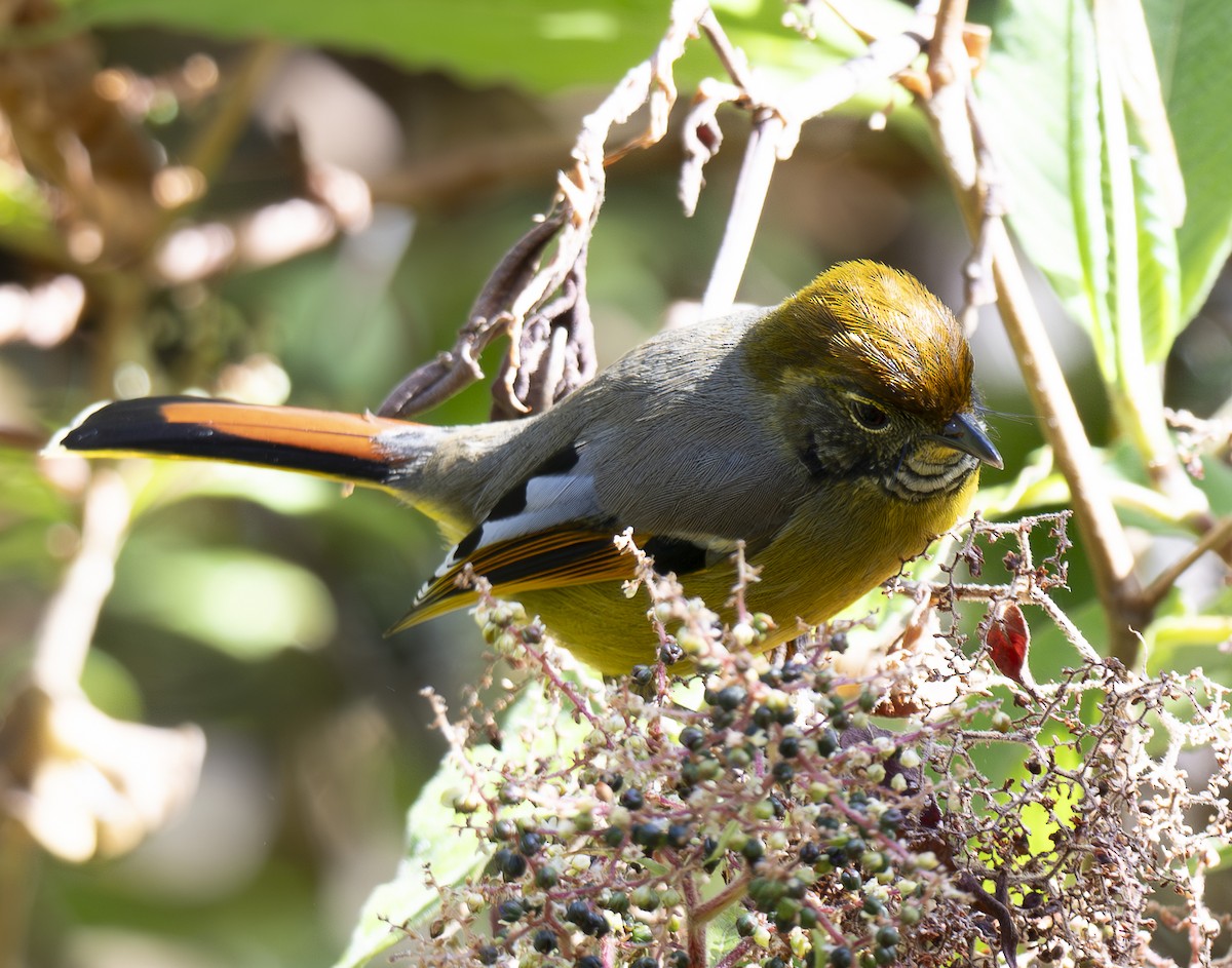 Chestnut-tailed Minla - ML647466119