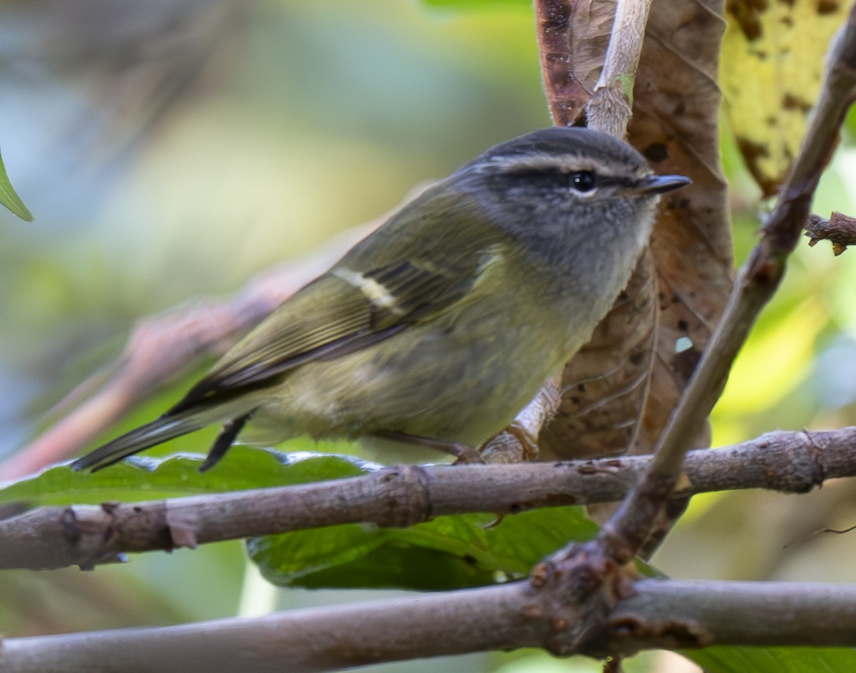 Ashy-throated Warbler - ML647466121