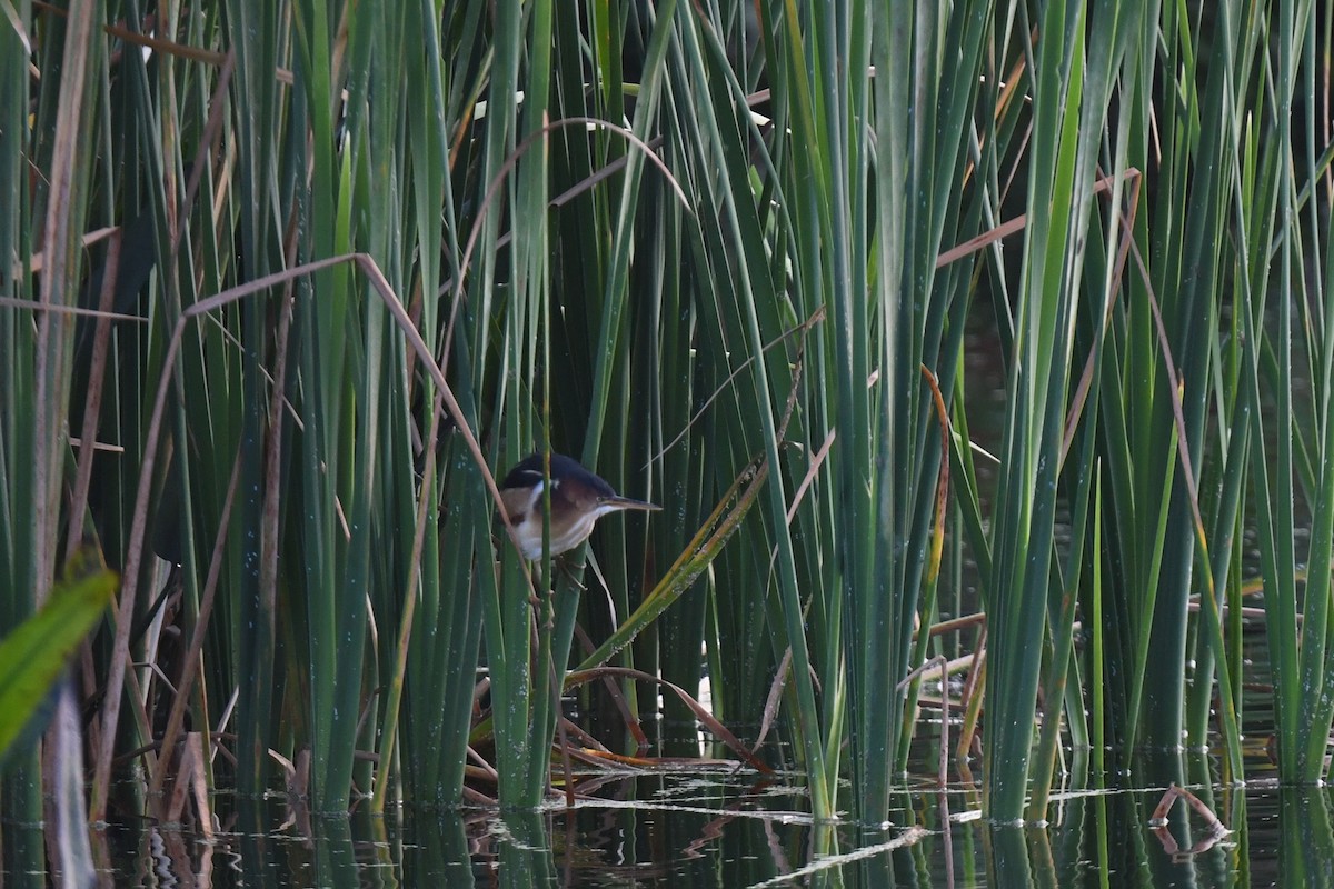 Least Bittern - ML647466122