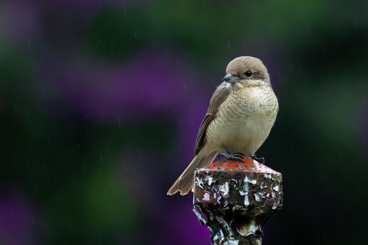 Brown Shrike (Brown) - ML647466123