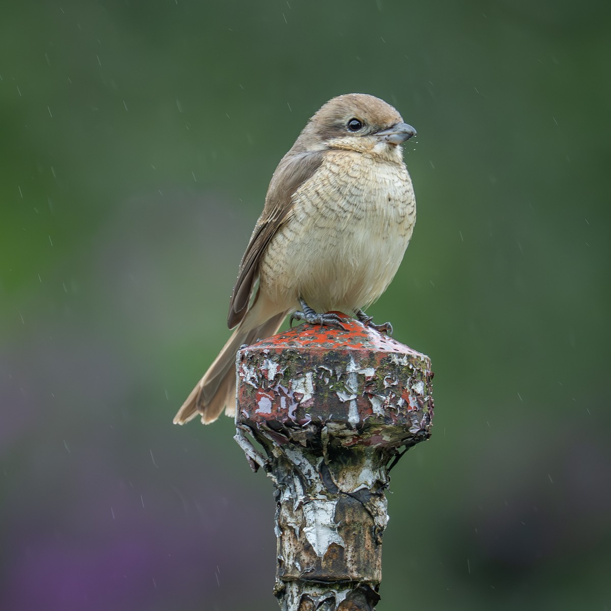 Brown Shrike (Brown) - ML647466124
