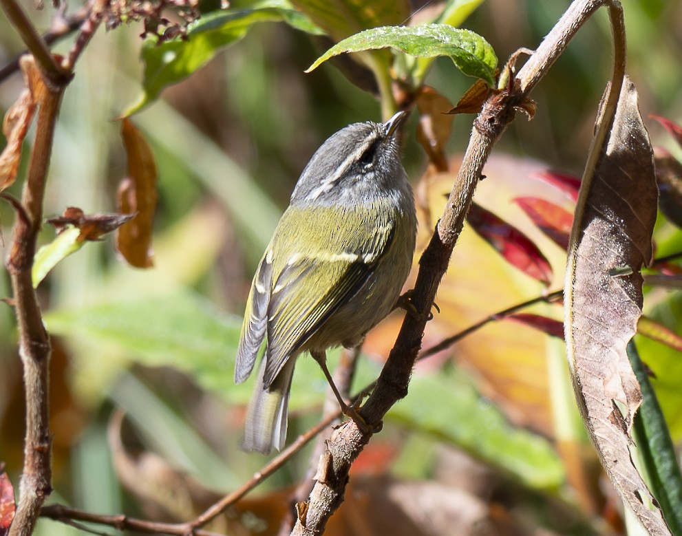Ashy-throated Warbler - ML647466125