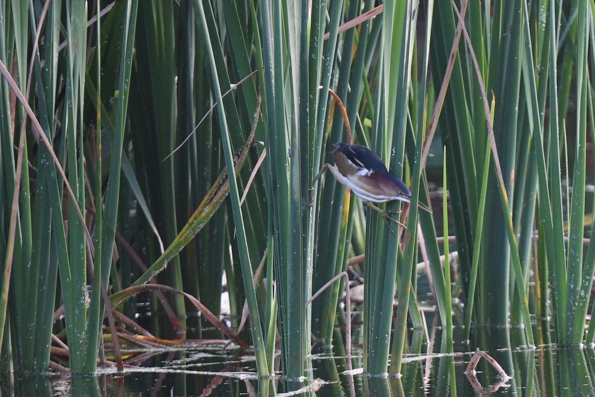 Least Bittern - ML647466127
