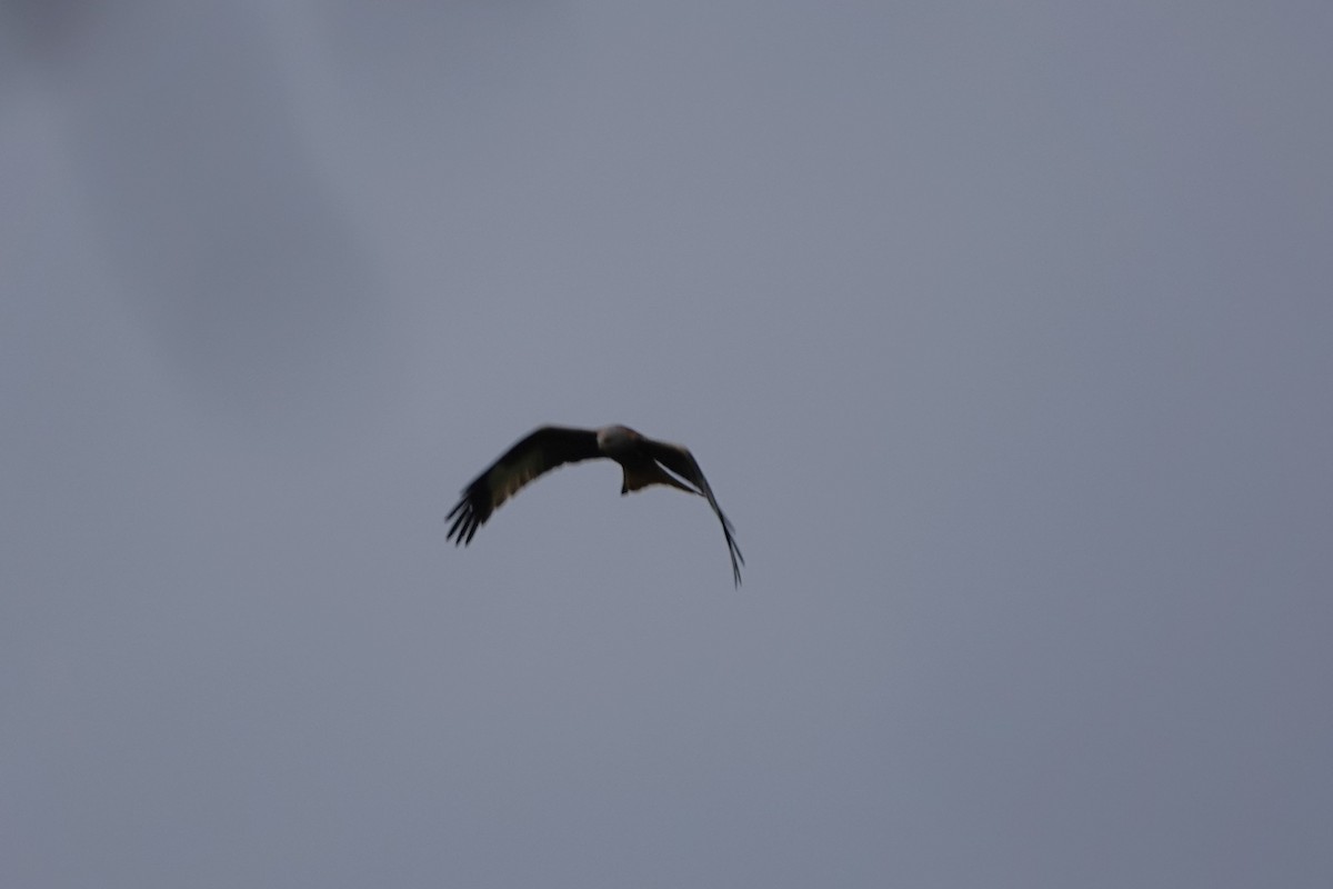 Red Kite - ML647466129