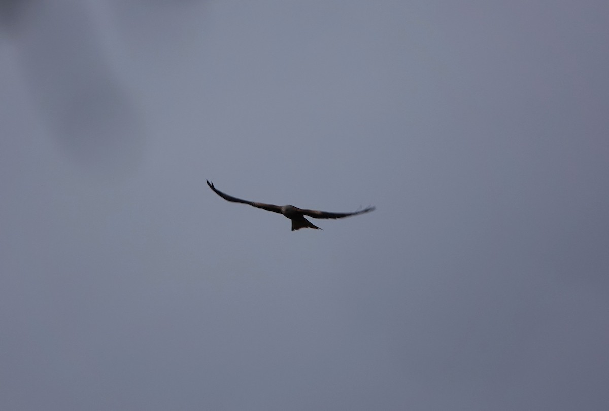 Red Kite - ML647466130