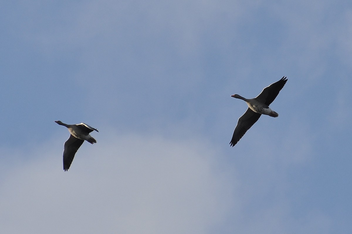 Graylag Goose - ML647466131