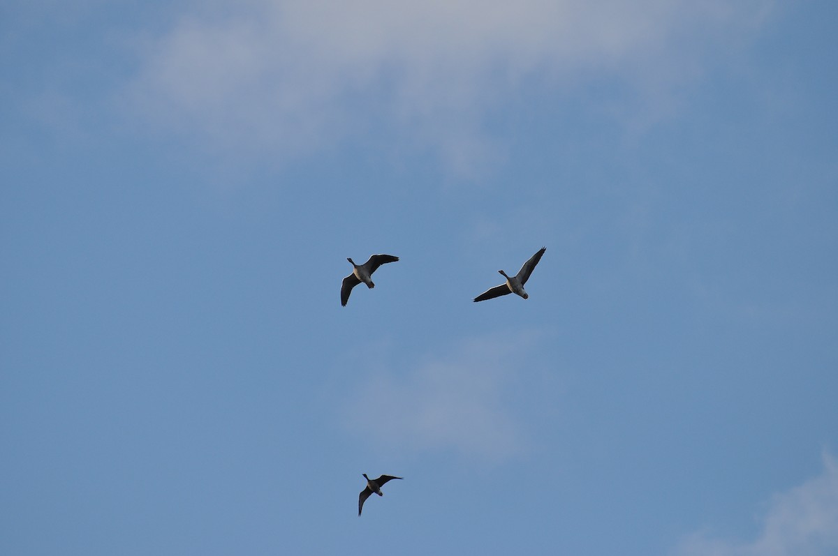 Graylag Goose - ML647466132