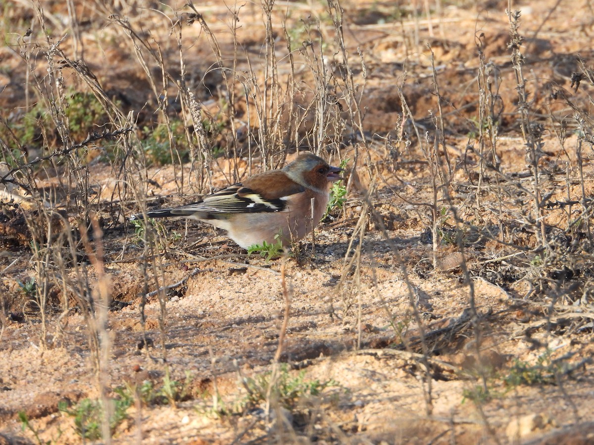 Common Chaffinch - ML647466133