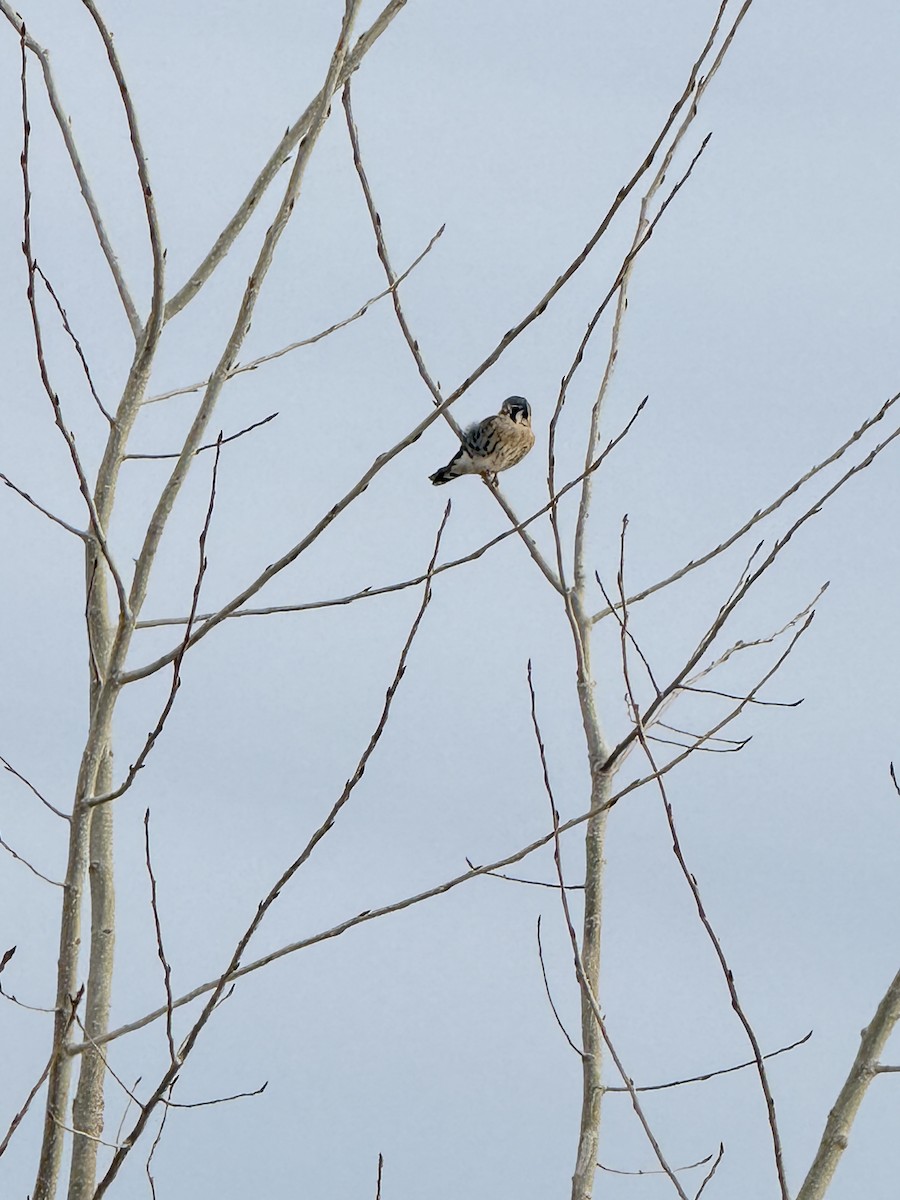 American Kestrel - ML647466136