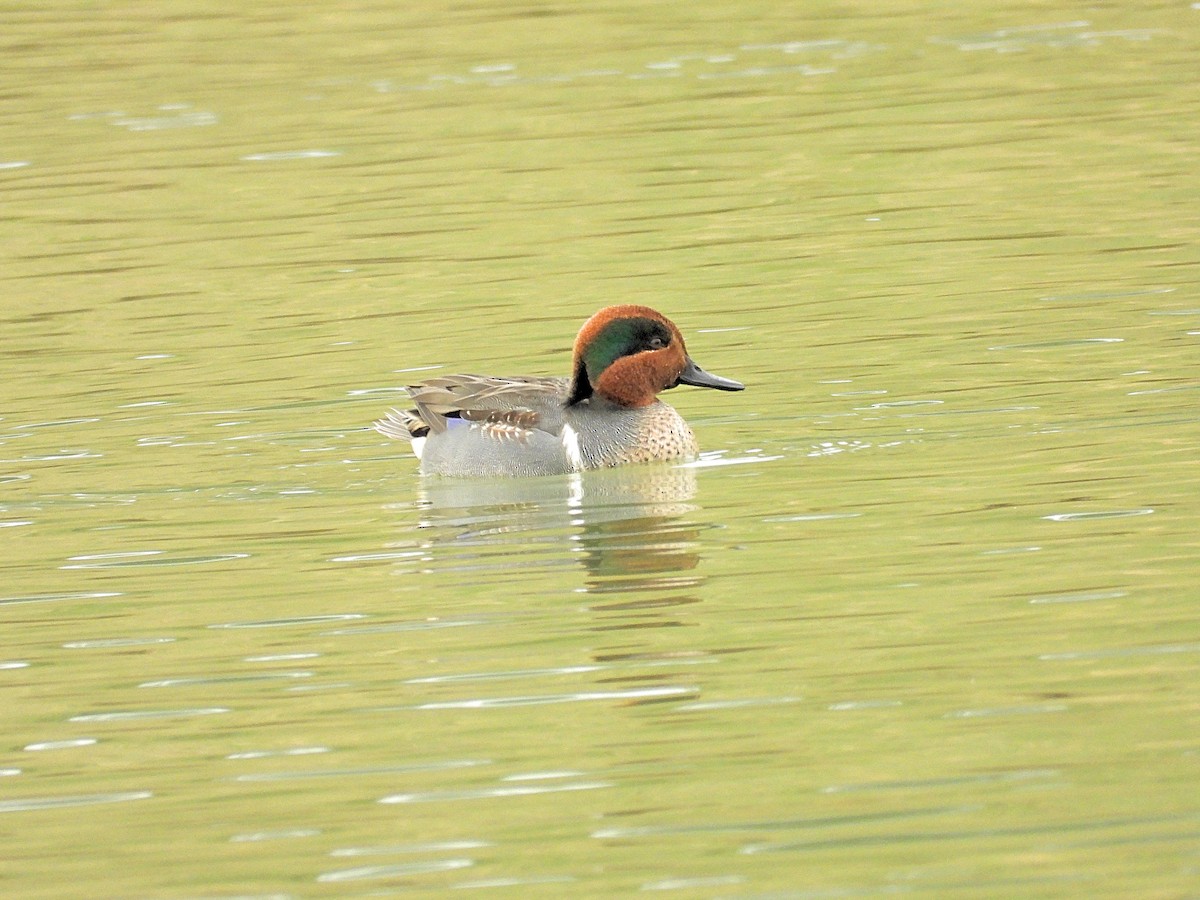 Green-winged Teal - ML647466138