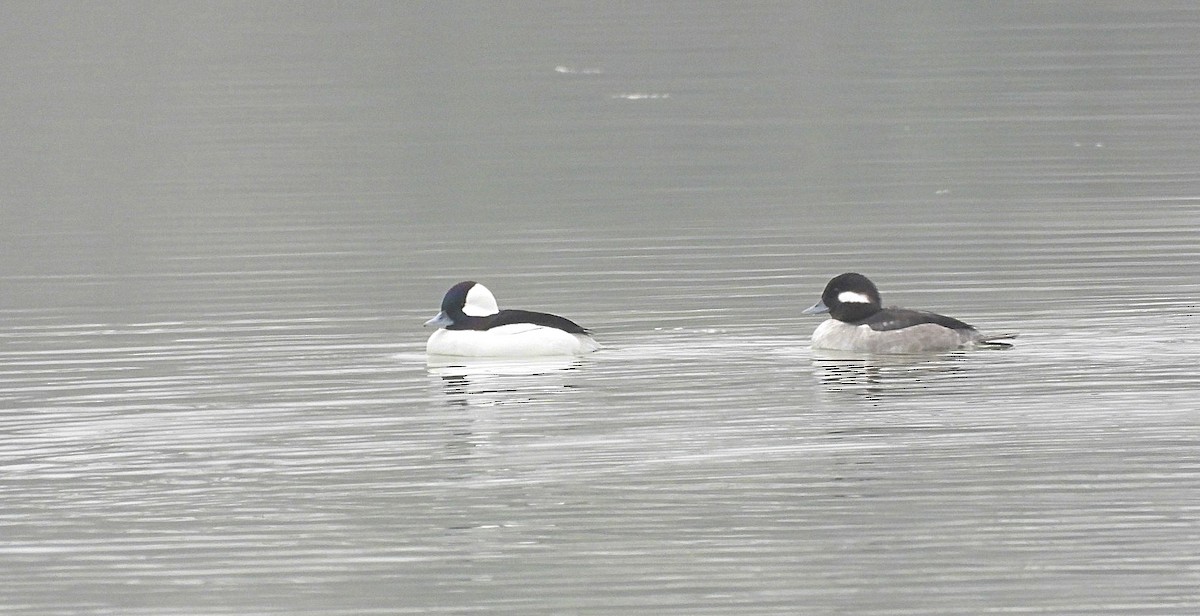 Bufflehead - ML647466140
