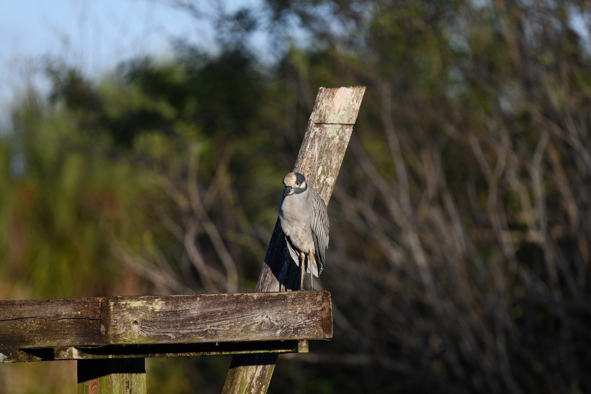 Yellow-crowned Night Heron - ML647466158