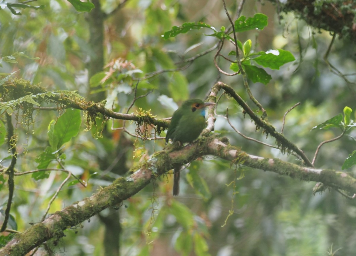 Blue-throated Motmot - ML647466159