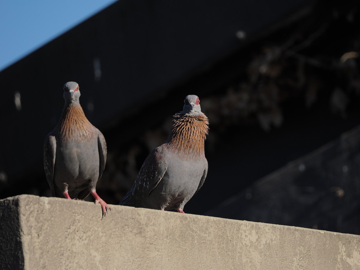Speckled Pigeon - ML647466164